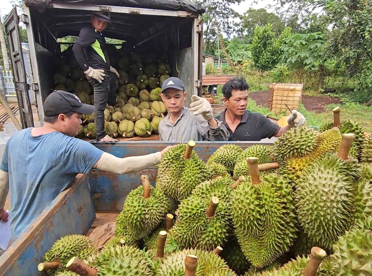 Sầu riêng vẫn là 'vua rau quả', dự báo xuất khẩu sẽ khởi sắc - Ảnh 2.