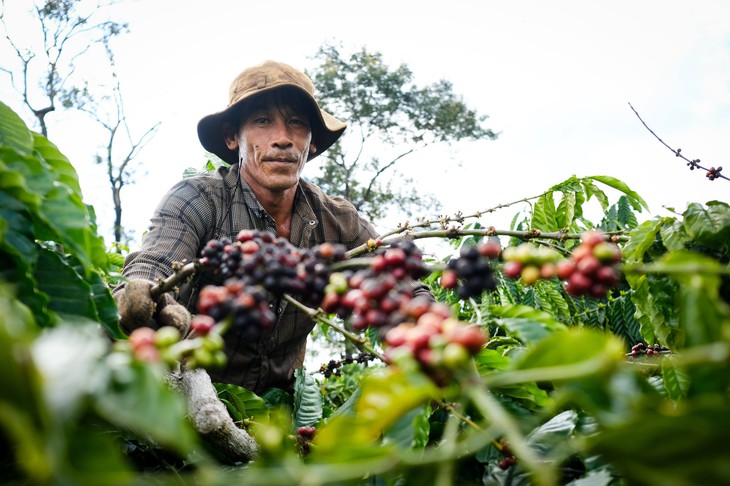 Xây dựng viện nghiên cứu và phát triển cà phê AI tại Gia Lai - Ảnh 4.