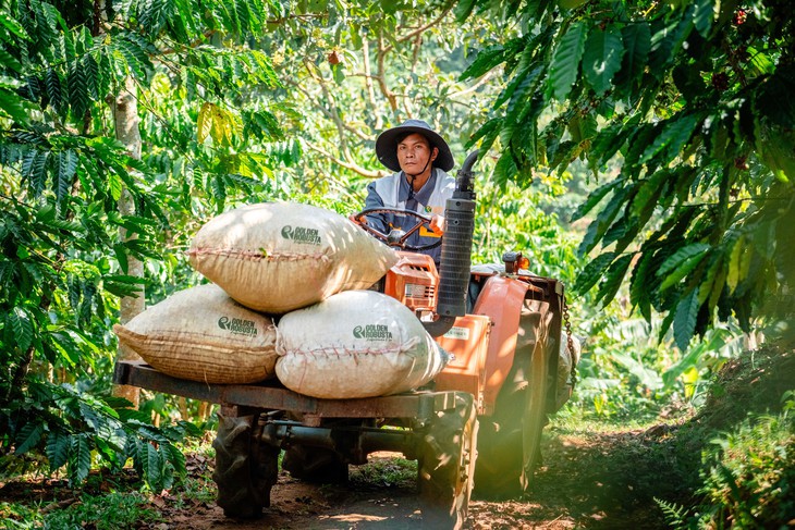 Muốn Robusta Việt vươn xa, phải nâng chuẩn từ vùng trồng - Ảnh 1.
