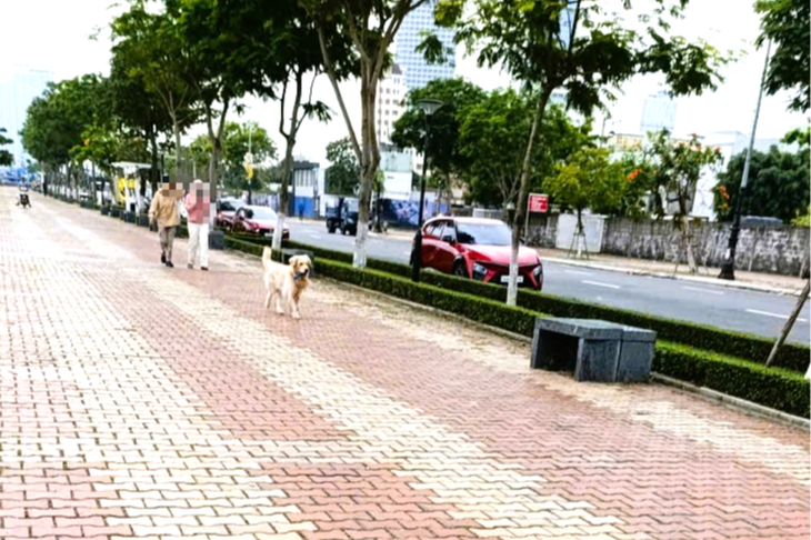 Phường ở Đà Nẵng lập tổ bắt chó thả rông, công an lập biên bản xử lý - Ảnh 1.