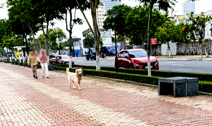 Phường ở Đà Nẵng lập tổ bắt chó thả rông, công an lập biên bản xử lý - Ảnh 2.
