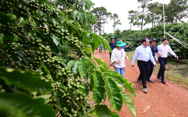 Robusta Việt muốn thoát bẫy 'hạt thô' phải thay đổi từ gốc đất - Ảnh
4.
