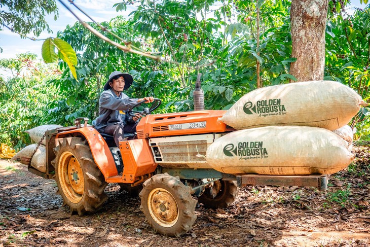 Giá cao cho cà phê robusta phụ thuộc vào điều gì? - Ảnh 3.