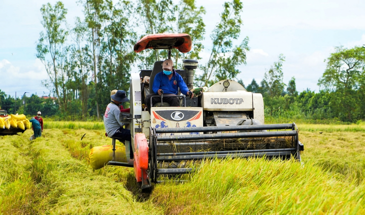 Hỗ trợ thu hoạch lúa An Giang tránh ngập úng do triều cường và mưa lũ năm 2026
