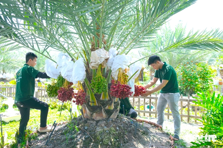 Vườn chà là sai trái ở vùng biên giới Đồng Tháp hút khách tham quan miễn phí - Ảnh 1.