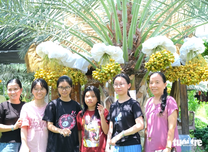 Vườn chà là sai trái ở vùng biên giới Đồng Tháp hút khách tham quan miễn phí - Ảnh 3.
