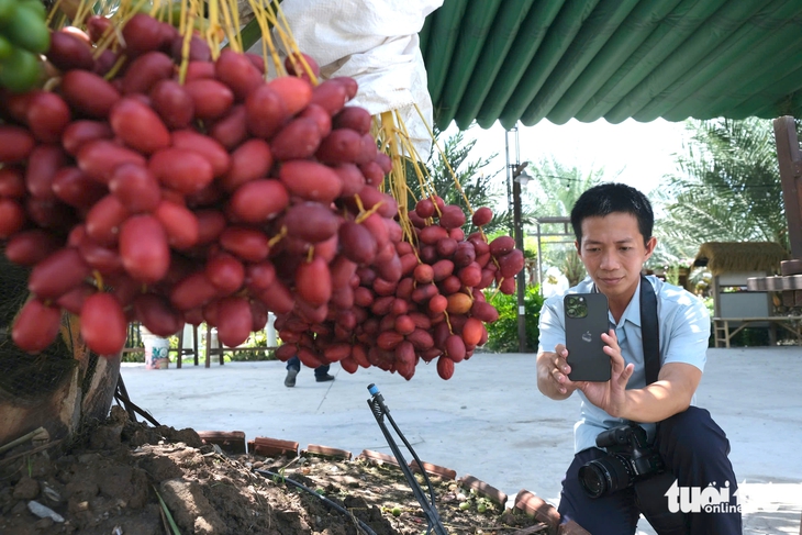 Vườn chà là sai trái ở vùng biên giới Đồng Tháp hút khách tham quan miễn phí - Ảnh 5.