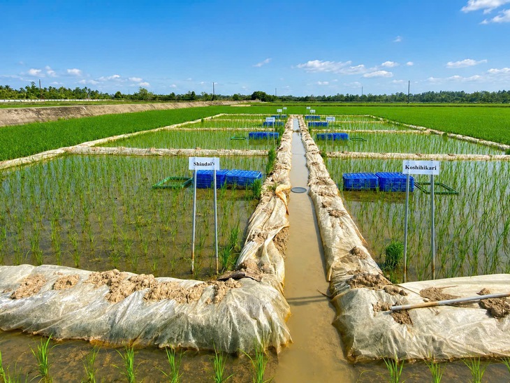 Một doanh nghiệp tại Cần Thơ muốn hợp tác, bao tiêu lúa Nhật ở Vĩnh Long - Ảnh 1.