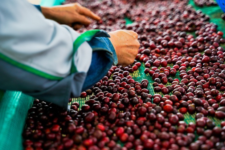 Từ đây, cơ hội mở ra cho Robusta Việt - Ảnh 1.