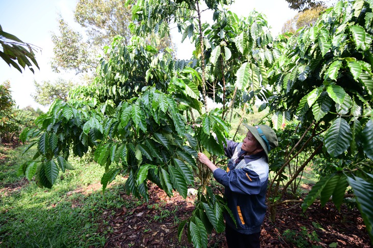 Từ đây, cơ hội mở ra cho Robusta Việt - Ảnh 4.