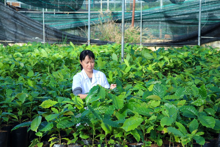 Đắk Lắk tái canh hơn 17.000ha cà phê già cỗi bằng giống mới năng suất cao - Ảnh 1.