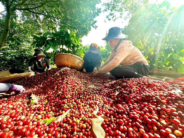 Đắk Lắk tái canh hơn 17.000ha cà phê già cỗi bằng giống mới năng suất cao - Ảnh 2.