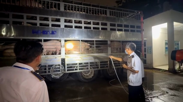 Phát hiện 201 con heo dương tính với chất cấm Salbutamol đang đưa vào TP.HCM giết mổ - Ảnh 1.