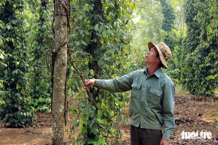 Đắk Lắk mời Thanh tra Chính phủ gỡ vướng kiến nghị tại doanh nghiệp Vinacafe
- Ảnh
2.