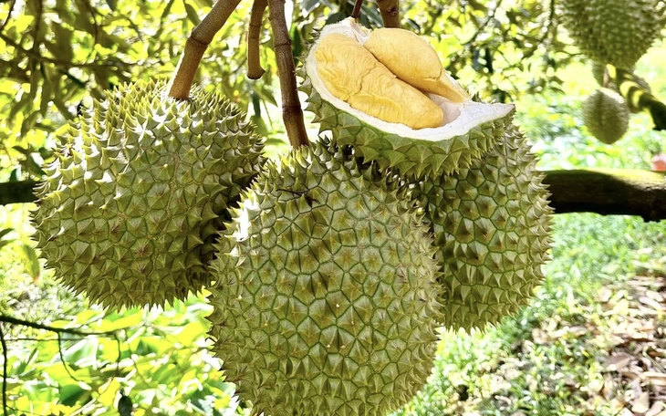 Quy trình cấp mã vùng trồng, giấy kiểm nghiệm xuất khẩu sầu riêng sang Trung Quốc thế nào mà phát sinh cơ chế 'xin - cho'? - Ảnh 3.