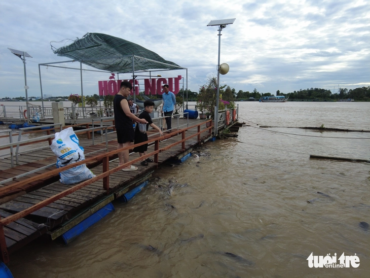 Khám phá cá tự nhiên sông Tiền Độc đáo tại Đồng Tháp năm 2026 - Ảnh 5.