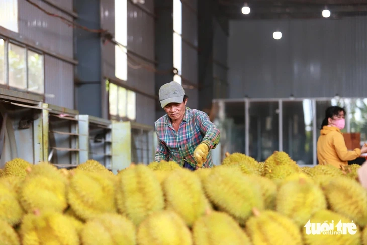 Nông sản Việt Nam đối mặt Thách thức xuất khẩu năm 2026 và cần giải pháp chiến lược - Ảnh 3.
