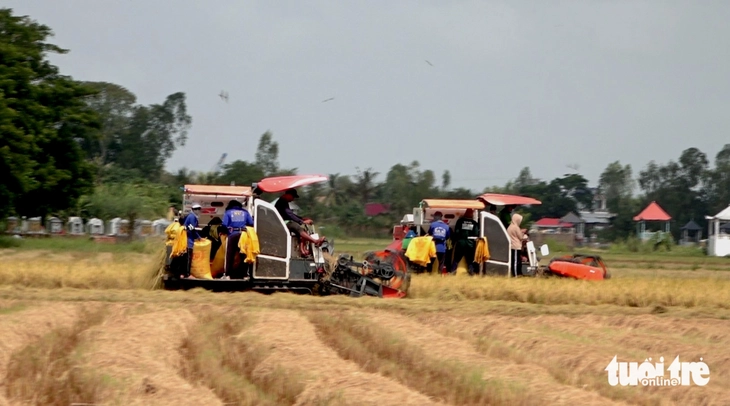 Nông dân đầu nguồn Đồng Tháp thu hoạch lúa hè thu, lợi nhuận 'bèo' do chi phí tăng   - Ảnh 1.