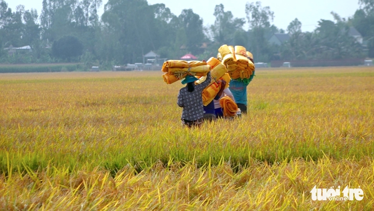Nông dân đầu nguồn Đồng Tháp thu hoạch lúa hè thu, lợi nhuận 'bèo' do chi phí tăng   - Ảnh 2.