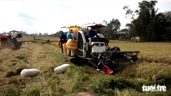 Nông dân đầu nguồn Đồng Tháp thu hoạch lúa hè thu, lợi nhuận 'bèo' do chi phí tăng   - Ảnh 3.