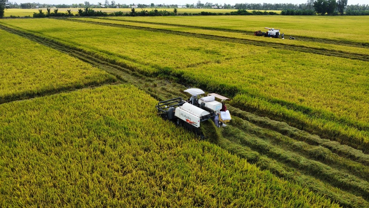 Philippines tăng cường kiểm soát gạo nhập khẩu: Cơ hội cho gạo Việt năm 2026 - Ảnh 2.