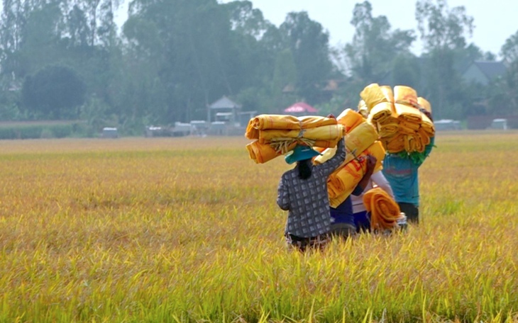 Nông dân miền Tây mong muốn liên kết hợp tác để ổn định thu nhập từ trồng lúa - Ảnh 3.