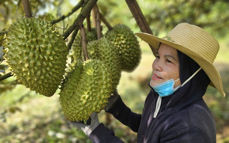 Nghị quyết mới đơn giản hóa quy trình, thủ tục cấp mã số vùng trồng nông sản, sầu riêng thế nào? - Ảnh 4.