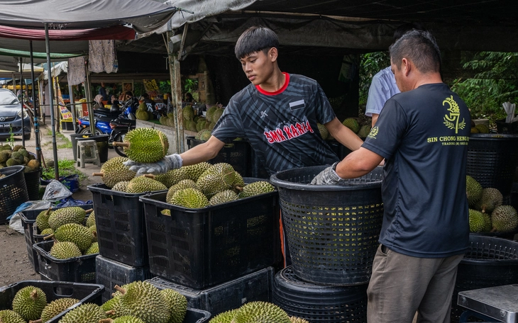 Giá sầu riêng 'xuống đáy': do thị trường Trung Quốc hay lỗi tại chúng ta? - Ảnh 3.