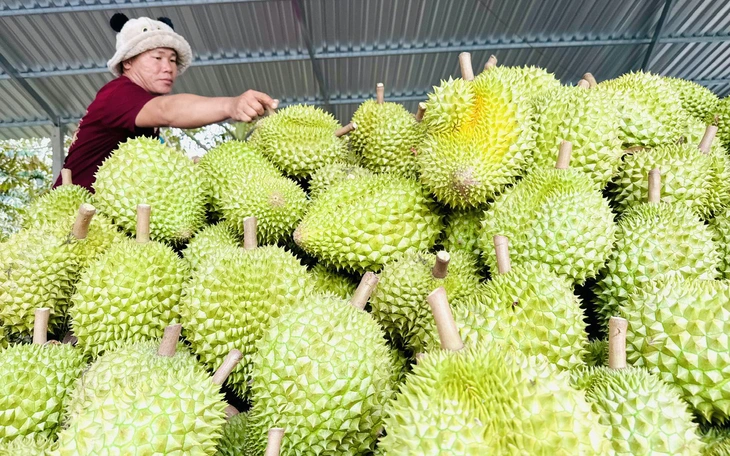 Sầu riêng vẫn là 'vua nông sản', dự báo xuất khẩu sẽ khởi sắc - Ảnh 2.