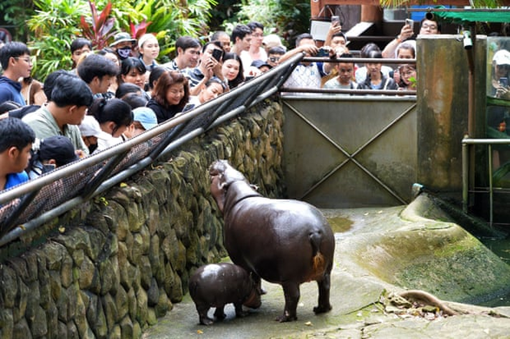 Sở thú Thái Lan mở hội mừng sinh nhật 2 tuổi của 'ngôi sao' Moo Deng - Ảnh 2.