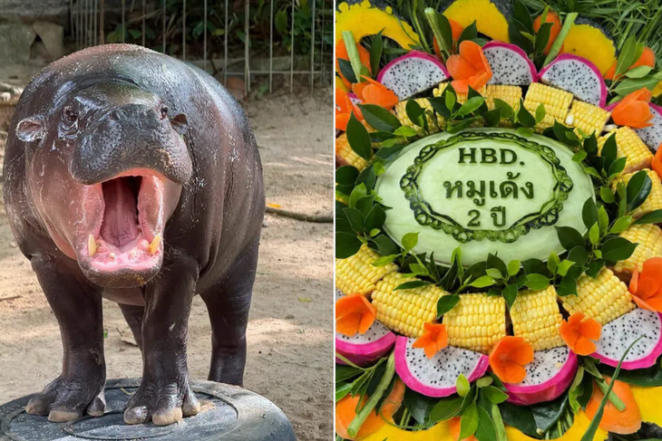 Sở thú Thái Lan mở hội mừng sinh nhật 2 tuổi của 'ngôi sao' Moo Deng - Ảnh 1.