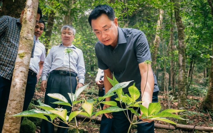 Đưa sâm Ngọc Linh từ núi xuống biển, mở rộng thị trường cho quốc bảo Việt Nam - Ảnh 2.