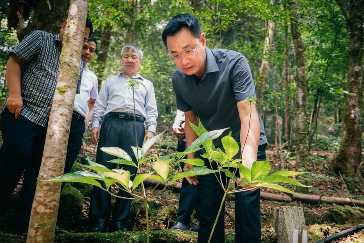 Chợ sâm Ngọc Linh bán hằng tháng ở chợ đêm gần cầu Rồng - Ảnh 2.