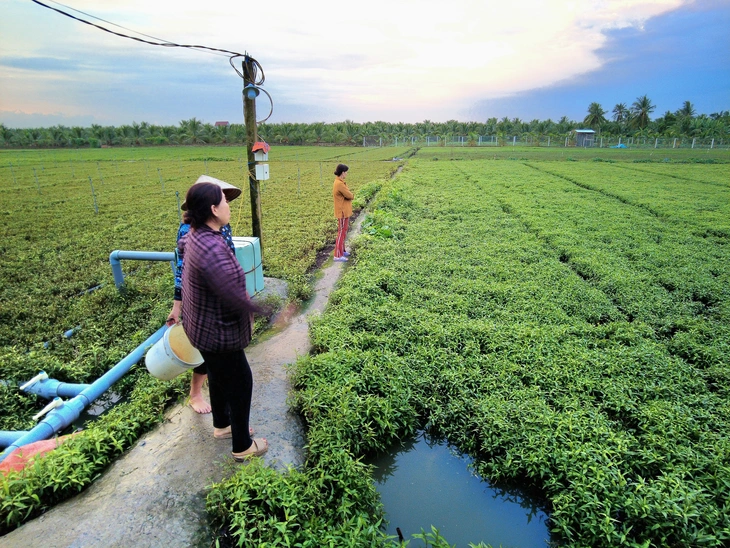 Rau màu Đồng Tháp chết hàng loạt , nguyên nhân do ô nhiễm nguồn nước tưới? - Ảnh 1.