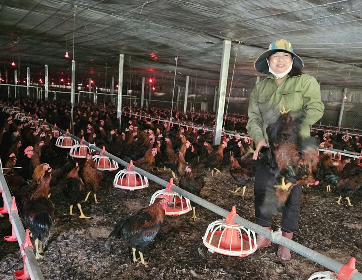 Giá cám tăng nhưng giá gà lại ở mức thấp kéo dài, người nuôi ôm lỗ - Ảnh 1.