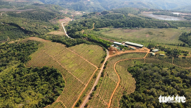 Hơn 52.000ha đất rừng biên giới Đắk Lắk chờ phương án sử dụng - Ảnh 1.