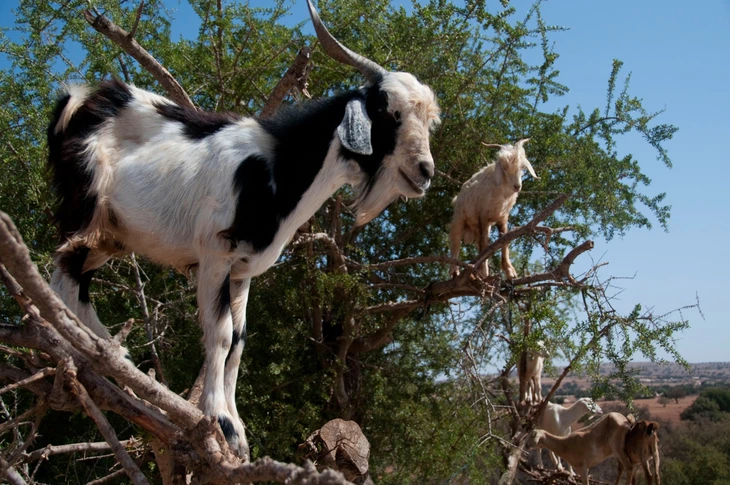 Đàn dê ở Morocco leo cây như nghệ sĩ , khám phá bí ẩn về thiên nhiên và sinh kế - Ảnh 1.