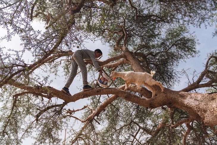 Đàn dê ở Morocco leo cây như nghệ sĩ , khám phá bí ẩn về thiên nhiên và sinh kế - Ảnh 3.