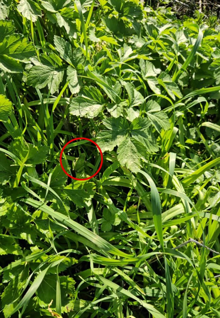 Mắt 10/10 mới thấy con ếch chỗ nào? - Ảnh 1.