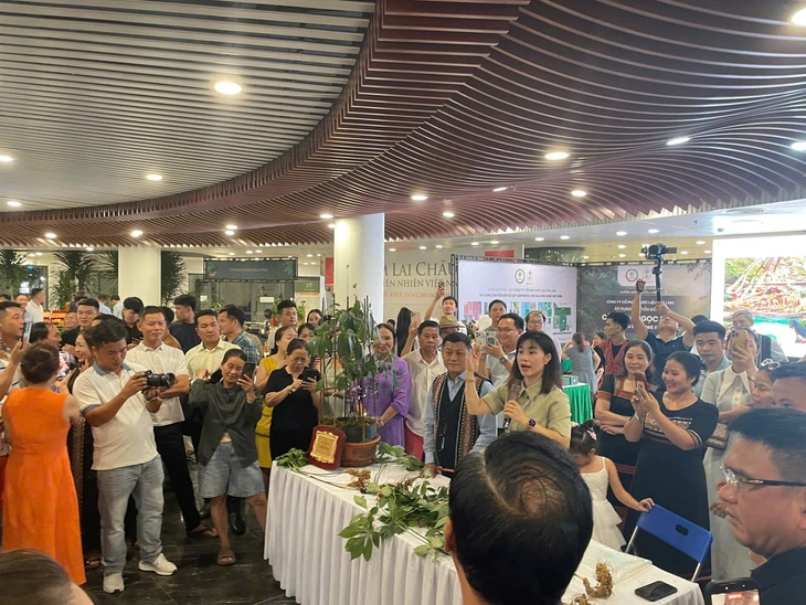 Gay cấn màn đấu giá hơn 700 triệu đồng cho cây sâm Ngọc Linh 35 năm tuổi, nặng 9 lạng - Ảnh 2.