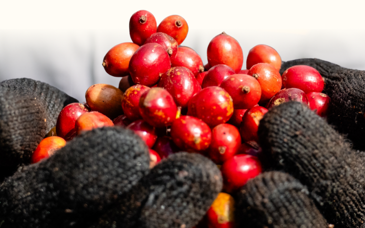 Cà phê Robusta: Không còn 'lấy nhân, bỏ vỏ' - Ảnh 2.