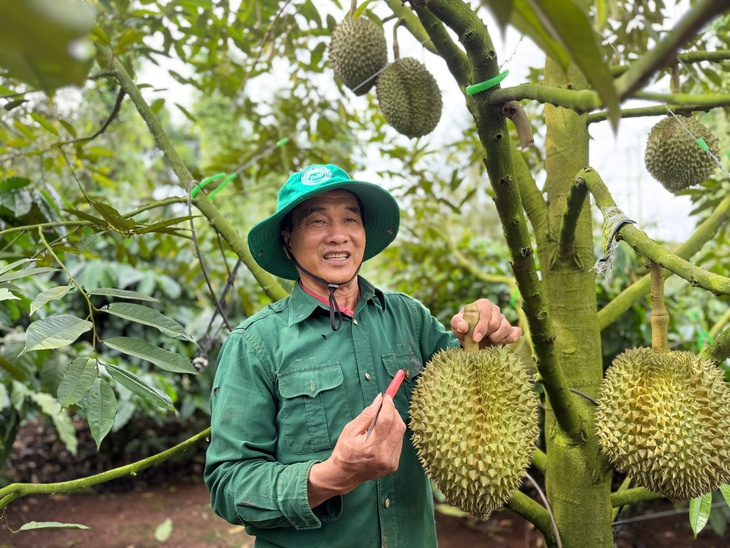 Việt Nam đang đàm phán xuất khẩu sầu riêng sang Úc, New Zealand - Ảnh 2.