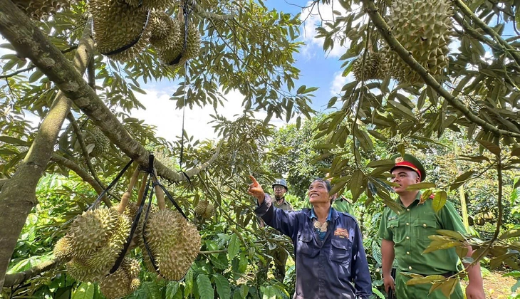 Phát hiện 'bảo kê' trong mùa sầu riêng Đắk Lắk, báo cho ai? - Ảnh 1.