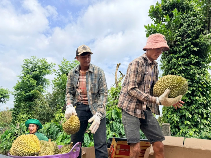 Phát hiện 'bảo kê' trong mùa sầu riêng Đắk Lắk, báo cho ai? - Ảnh 3.