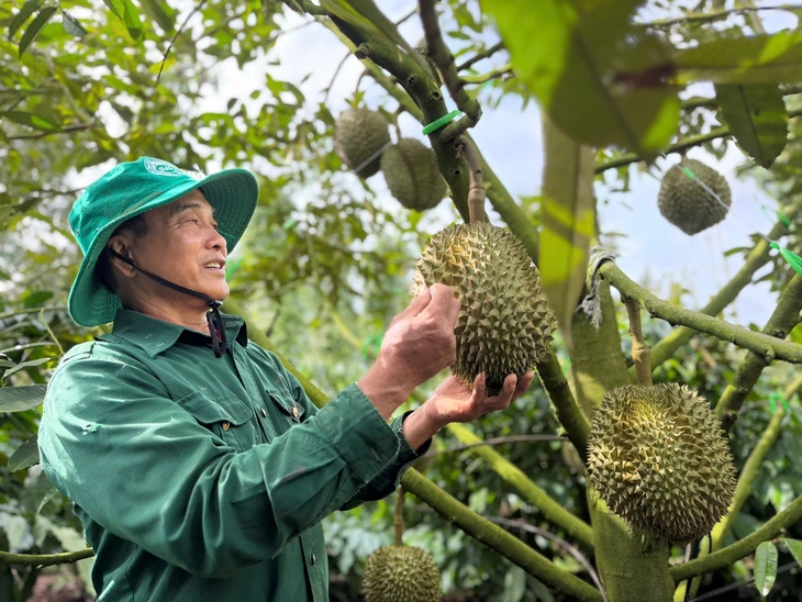 Phó Thủ tướng giao Bộ Công an tăng cường xử lý mua bán, gian lận mã số vùng trồng và làm sai lệch kết quả kiểm nghiệm nông sản - Ảnh 1.