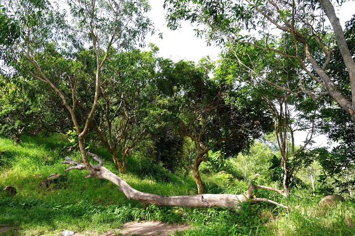 Đường băng cản lửa trên núi Lớn thành cung đường trekking hút khách ở Vũng Tàu - Ảnh 5.