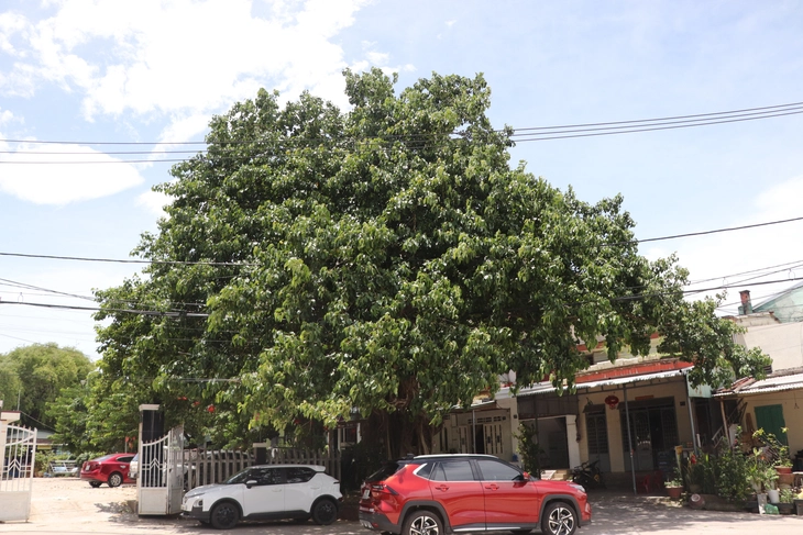 Khỉ hoang 'quậy tung' khu dân cư ở Đà Nẵng, người dân lo bị tấn công - Ảnh 4.