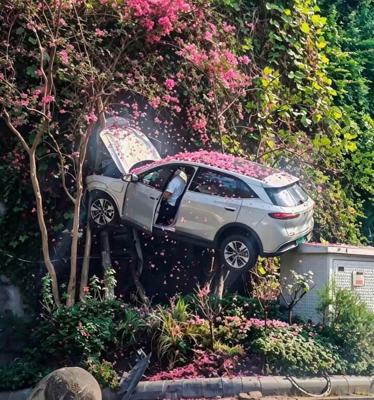 SUV 'đỗ’ trên cây sau chặng đường trải... hoa hồng - Ảnh 1.