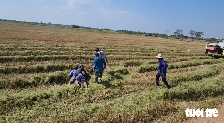 Chuột đồng miền Tây vào mùa: Chuyên gia cảnh báo nguy cơ nhiễm độc, nhiễm bệnh - Ảnh 5.