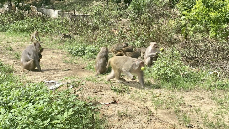 Quen được khách cho ăn, khỉ Sơn Trà chờ khách cho trái cây như em bé đòi quà - Ảnh 6.